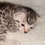 Egyptian Mau silver male kitten DOB 2-15-21