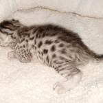 Egyptian Mau silver male kitten DOB 2-15-21