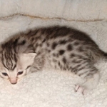 Egyptian Mau silver male kitten DOB 2-15-21