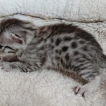 Egyptian Mau silver male kitten DOB 2-15-21