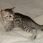 Egyptian Mau silver male DOB 2-15-21
