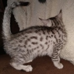 Frodo Egyptian Mau silver male DOB 2-15-21