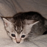 Egyptian Mau silver male DOB 2-15-21