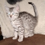 Frodo Egyptian Mau silver male DOB 2-15-21