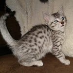 Frodo Egyptian Mau silver male DOB 2-15-21