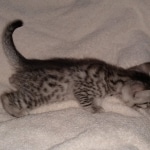 Egyptian Mau silver male DOB 2-15-21