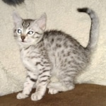 Frodo Egyptian Mau silver male DOB 2-15-21
