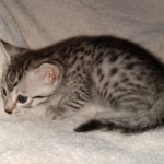 Egyptian Mau silver male DOB 2-15-21