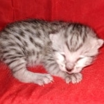 Egyptian Mau silver male kitten DOB 2-15-21