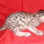 Egyptian Mau silver male kitten DOB 2-15-21