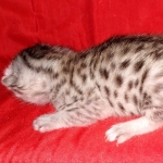 Egyptian Mau silver male kitten DOB 2-15-21