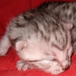 Egyptian Mau silver male kitten DOB 2-15-21