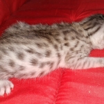 Egyptian Mau silver male kitten DOB 2-15-21