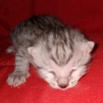 Egyptian Mau silver male kitten DOB 2-15-21