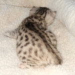 Egyptian Mau silver male kitten DOB 2-15-21