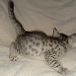 Silver Egyptian Mau Male DOB 2-15-21