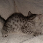 Silver Egyptian Mau Male DOB 2-15-21