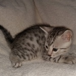 Silver Egyptian Mau Male DOB 2-15-21