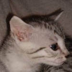 Silver Egyptian Mau Male DOB 2-15-21