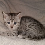 Silver Egyptian Mau Male DOB 2-15-21