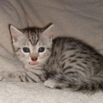 Silver Egyptian Mau Male DOB 2-15-21