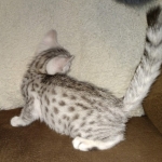 Silver Egyptian Mau Male DOB 2-15-21