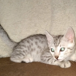 Silver Egyptian Mau Male DOB 2-15-21