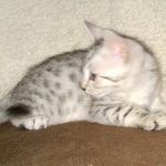 Silver Egyptian Mau Male DOB 2-15-21