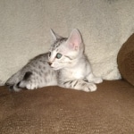 Silver Egyptian Mau Male DOB 2-15-21