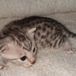 Egyptian Mau silver male kitten DOB 2-15-21-0ff4ba118786_IMG_20210305_121641105