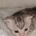 Egyptian Mau silver male kitten DOB 2-15-21