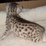 Egyptian Mau silver male kitten DOB 2-15-21