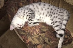Forest, Egyptian Mau, Silver, Male DOB 3-10-18
