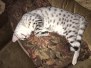 Forest, Egyptian Mau, Silver, Male DOB 3-10-18