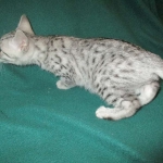 Egyptian Mau, Silver Male, DOB 3-10-18