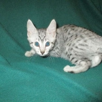 Egyptian Mau, Silver Male, DOB 3-10-18