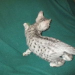 Egyptian Mau, Silver Male, DOB 3-10-18
