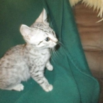 Egyptian Mau, Silver Male, DOB 3-10-18