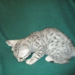 Egyptian Mau, Silver Male, DOB 3-10-18
