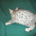 Egyptian Mau, Silver Male, DOB 3-10-18