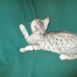 Egyptian Mau, Silver Male, DOB 3-10-18