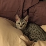 Egyptian Mau, Silver Male, DOB 3-10-18