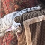 Forest, Egyptian Mau, Silver Male, DOB 3-10-18