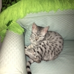 Forest, Egyptian Mau, Silver Male, DOB 3-10-18