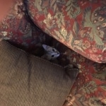 Forest, Egyptian Mau, Silver Male, DOB 3-10-18