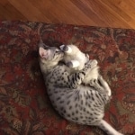 Forest, Egyptian Mau, Silver Male, DOB 3-10-18