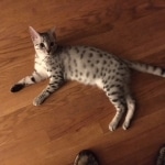 Forest, Egyptian Mau, Silver Male, DOB 3-10-18