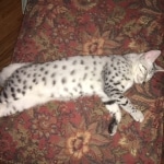 Forest, Egyptian Mau, Silver Male, DOB 3-10-18