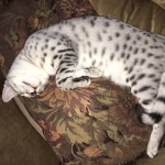 Forest, Egyptian Mau, Silver Male, DOB 3-10-18
