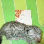 Egyptian Mau, Silver Male, DOB 3-10-18